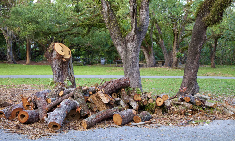 tree cutting service and logs on ground