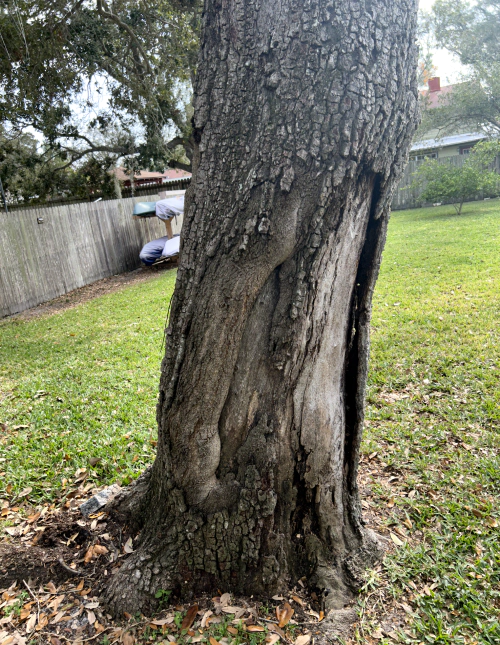 tree closeup