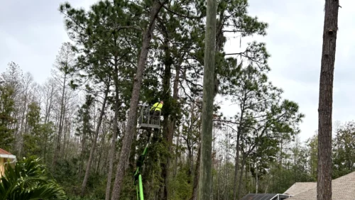 worker checking on a tree