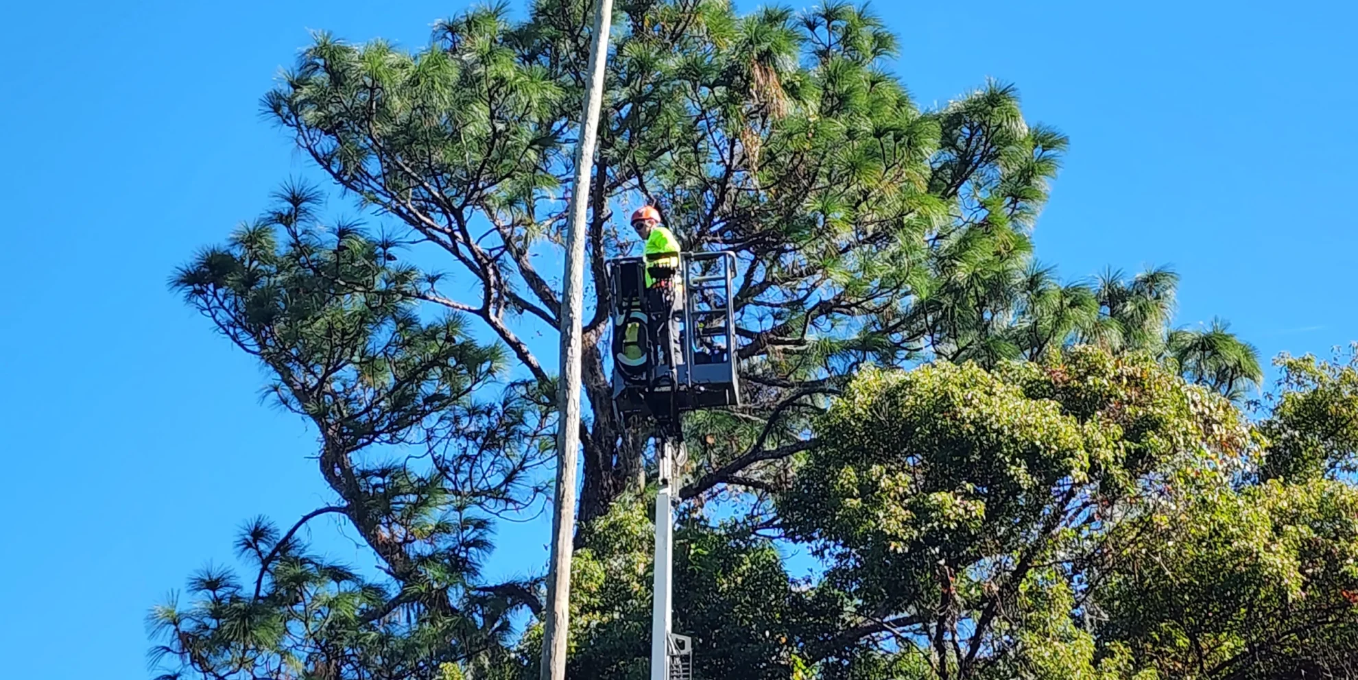 worker on top of a leveling machine trimming some trees