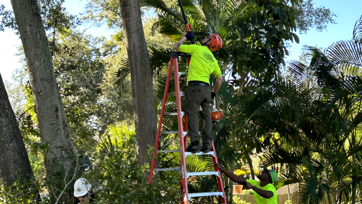 worker trimming some branches of a tree
